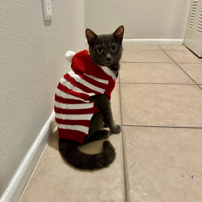 Holly Kitty Sitter