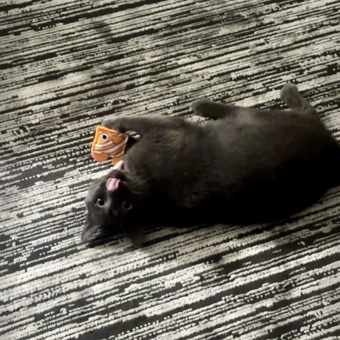 Holly Kitty Sitter photo 2
