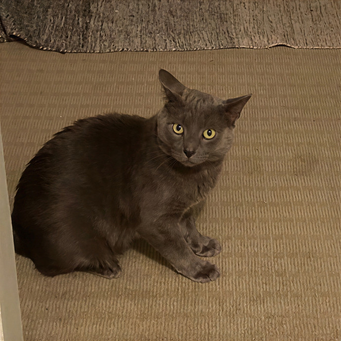 Cats Me If You Can