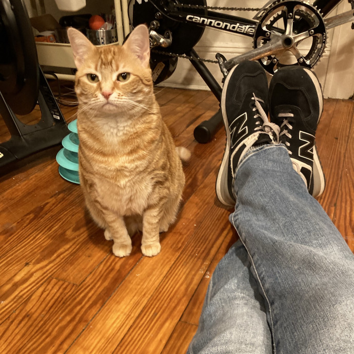 Cats Me If You Can