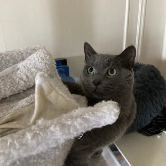 Cats Me If You Can