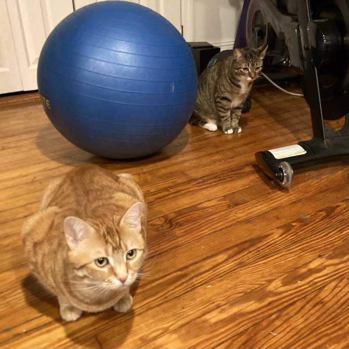 Cats Me If You Can