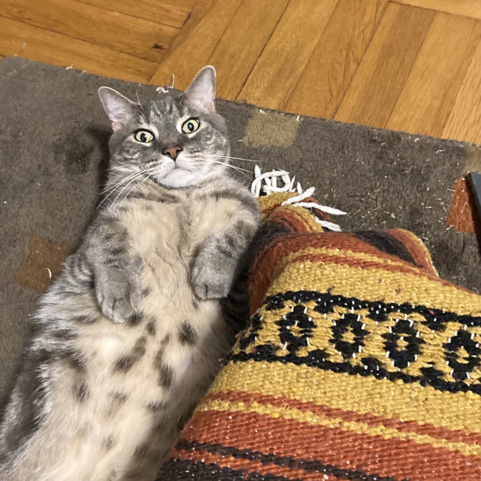 Cats Me If You Can