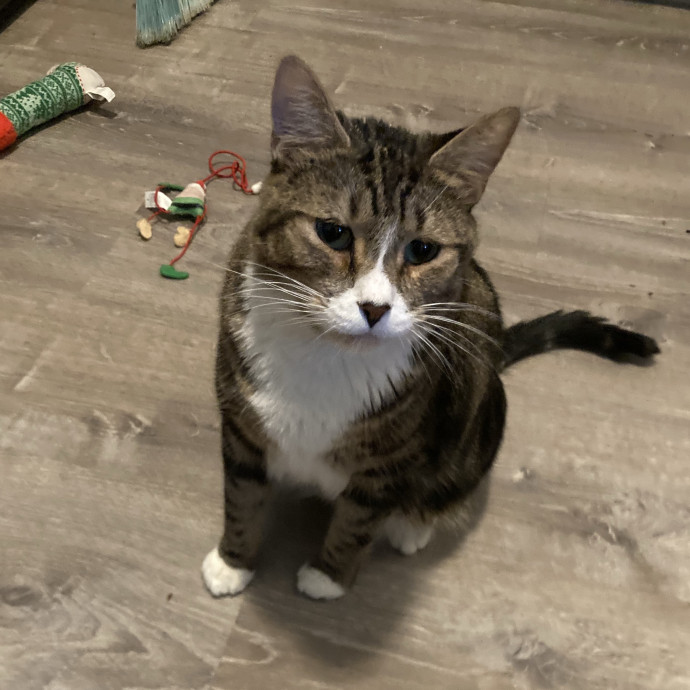 Cats Me If You Can