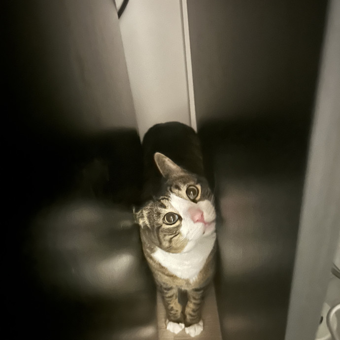 Cat Sitting By Cat