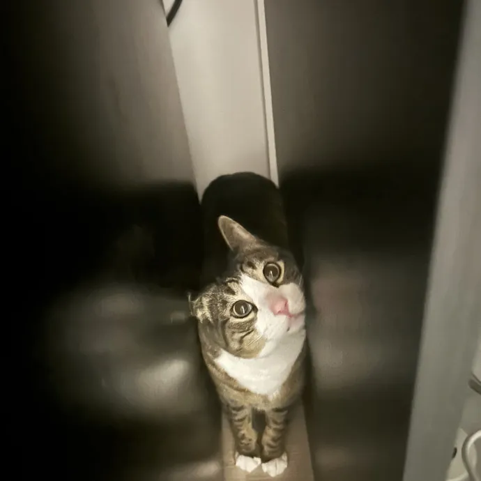 Cat Sitting By Cat
