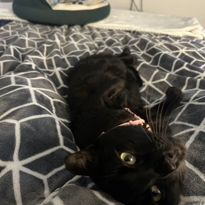 Cat Sitting By Cat