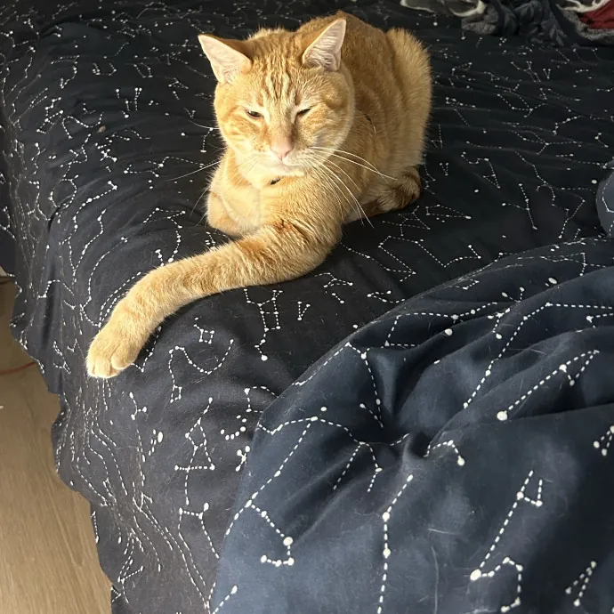 Cat Sitting By Cat