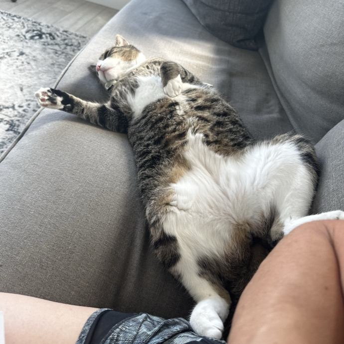 Cat Sitting By Cat