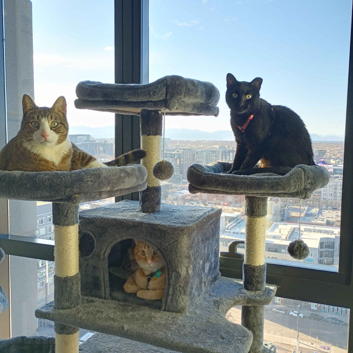 Cat Sitting By Cat photo 2