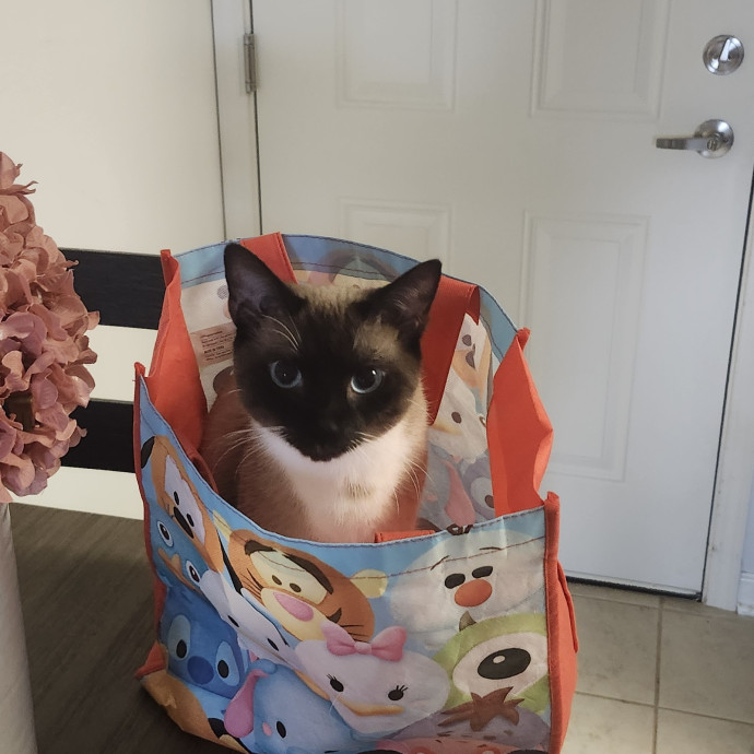 Loving Cat Care While You're Away