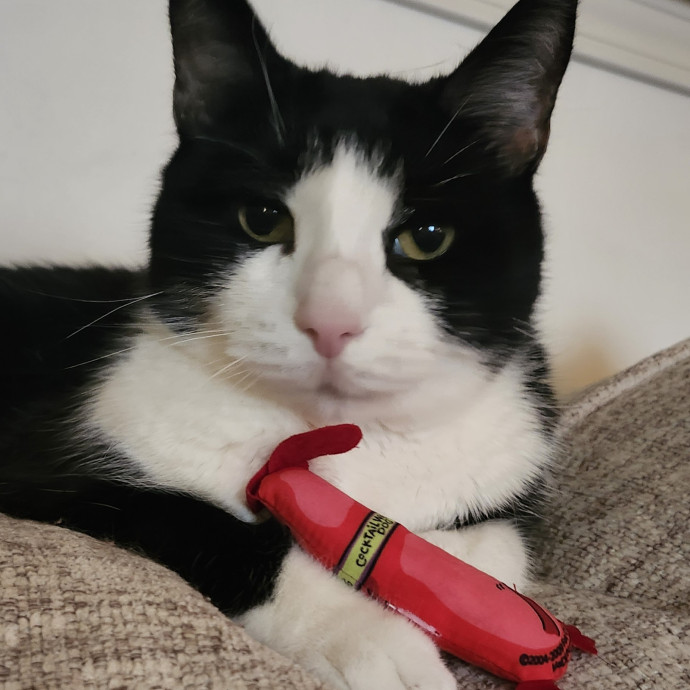 Loving Cat Care While You're Away