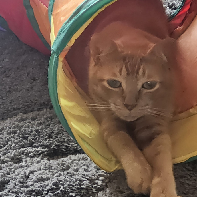 Loving Cat Care While You're Away