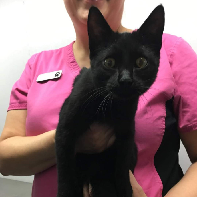 Loving Cat Care While You're Away