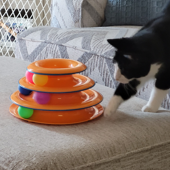 Loving Cat Care While You're Away