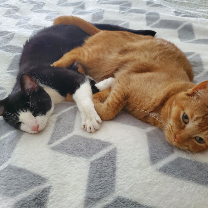 Loving Cat Care While You're Away