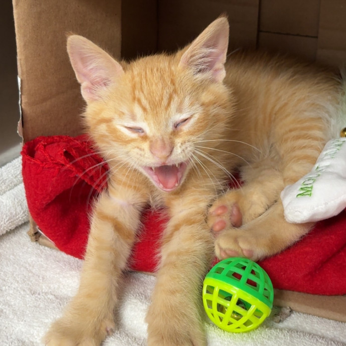Loving Cat Care While You're Away photo 2