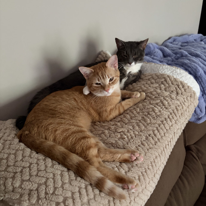 Cat Nanny Kelly
