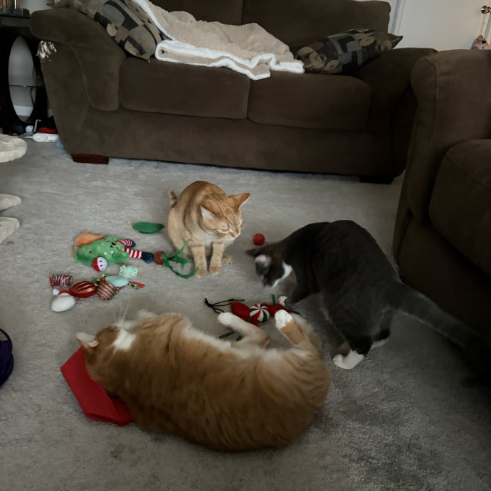 Cat Nanny Kelly