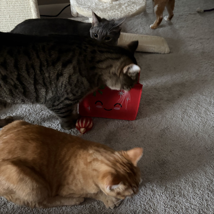 Cat Nanny Kelly photo 3
