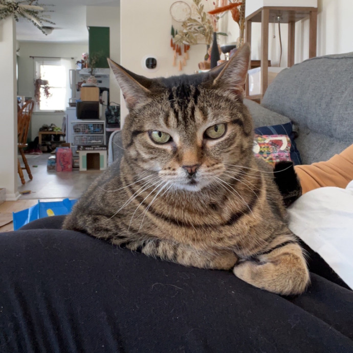 Snuggles And Cat Care By Sarah
