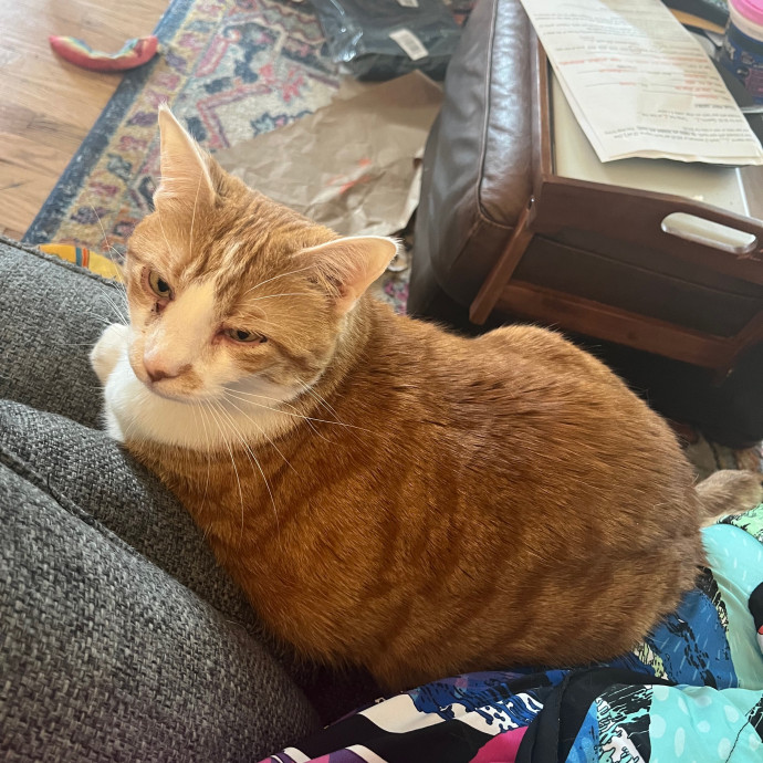 Snuggles And Cat Care By Sarah
