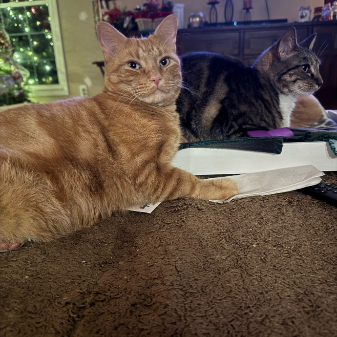 Purr-Fect Care For Your Pawsome Fur-Baby
