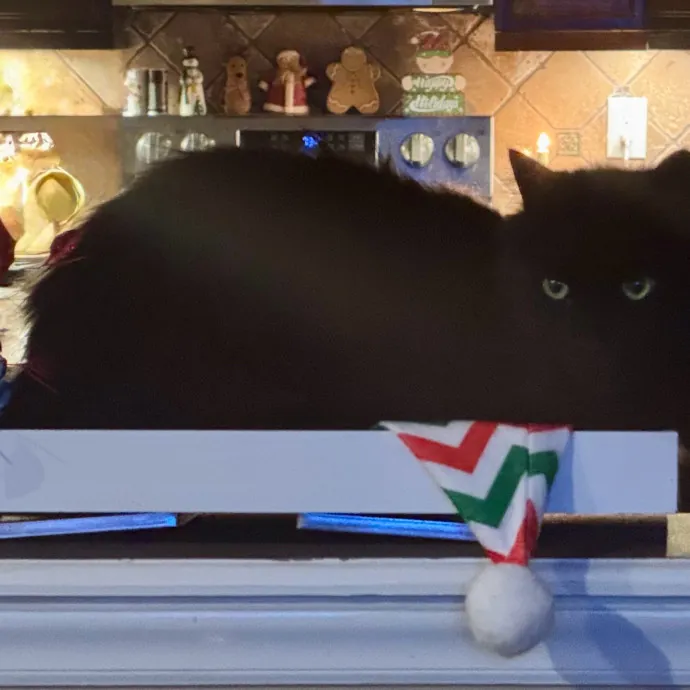 Purr-Fect Care For Your Pawsome Fur-Baby