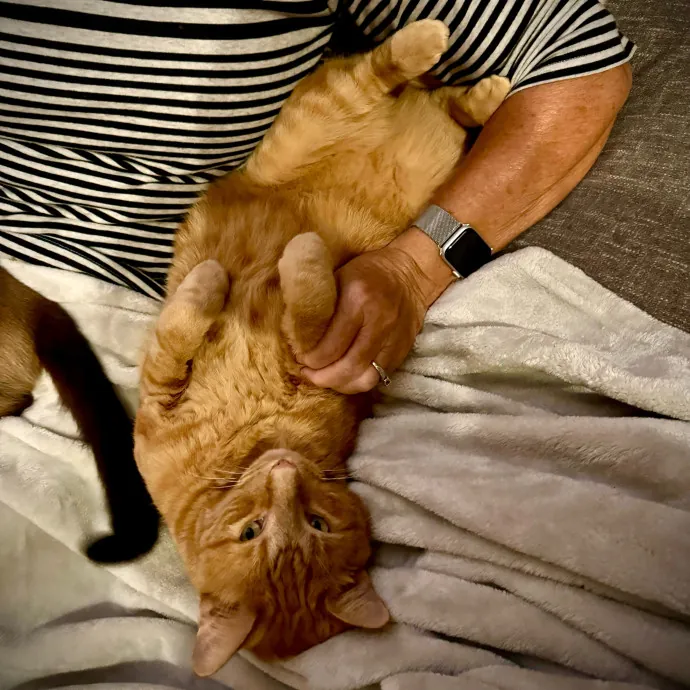 Purr-Fect Care For Your Pawsome Fur-Baby