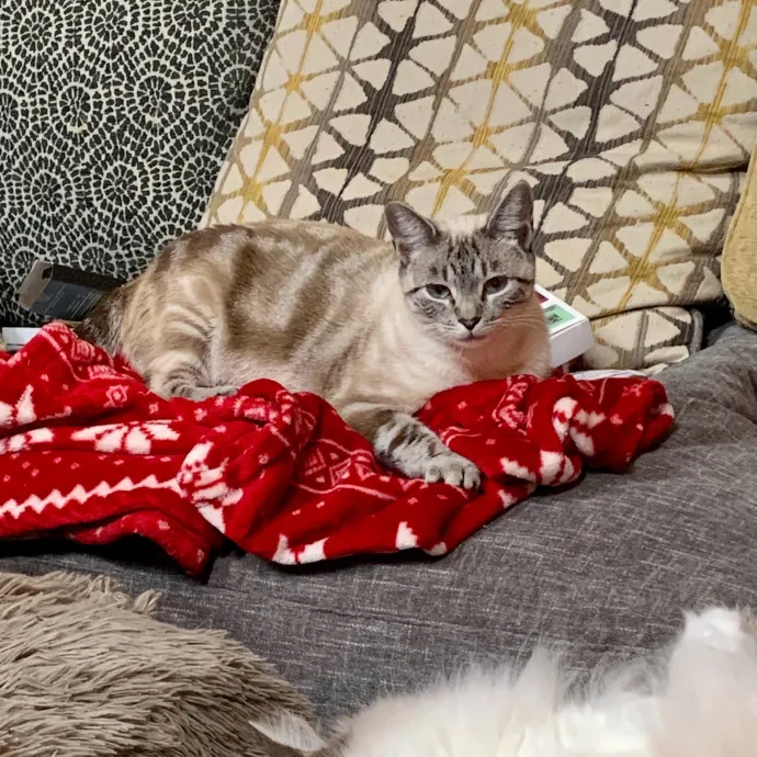 Purr-Fect Care For Your Pawsome Fur-Baby