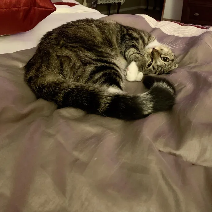 Purr-Fect Care For Your Pawsome Fur-Baby