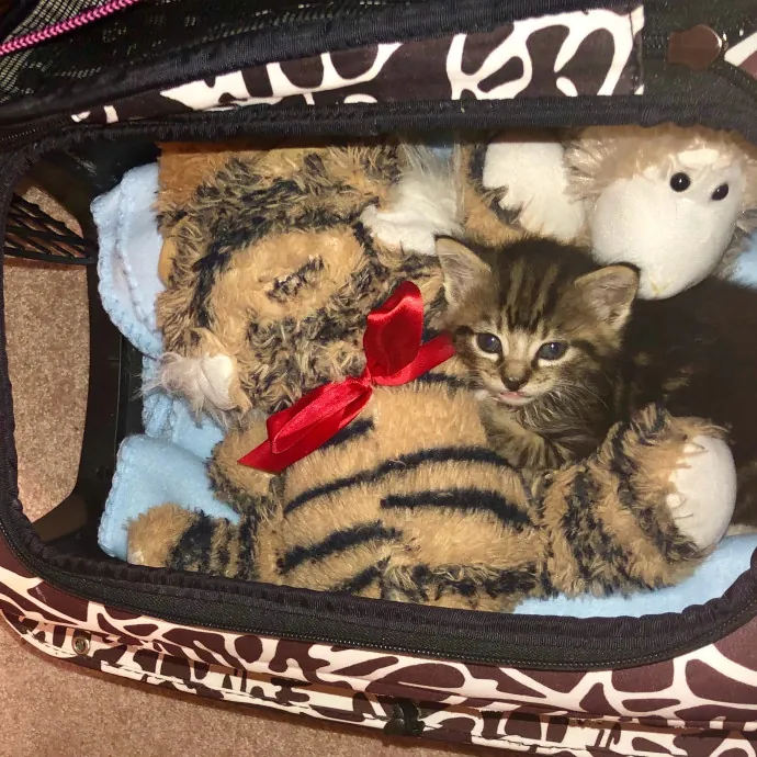 Purr-Fect Care For Your Pawsome Fur-Baby