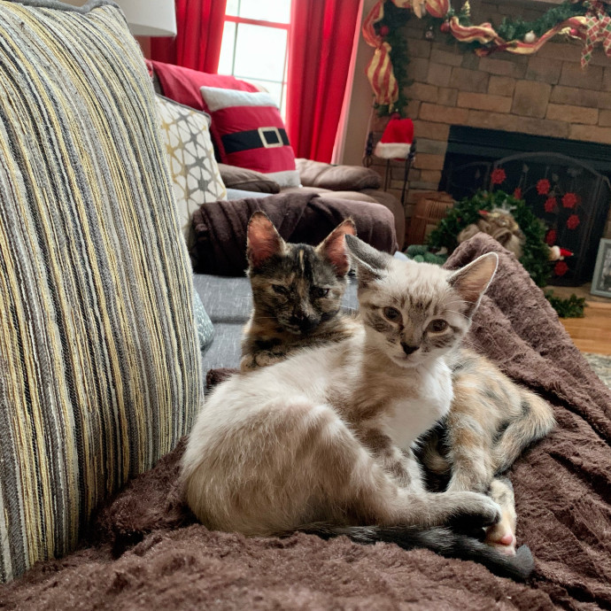 Purr-Fect Care For Your Pawsome Fur-Baby