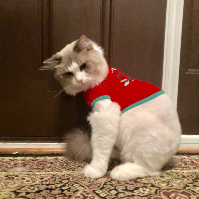 Purr-Fect Care For Your Pawsome Fur-Baby photo 3