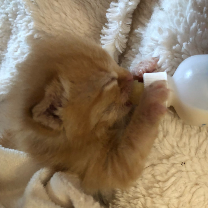 Purr-Fect Care For Your Pawsome Fur-Baby photo 2