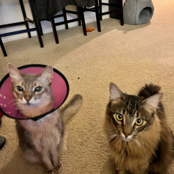 cats-img-3