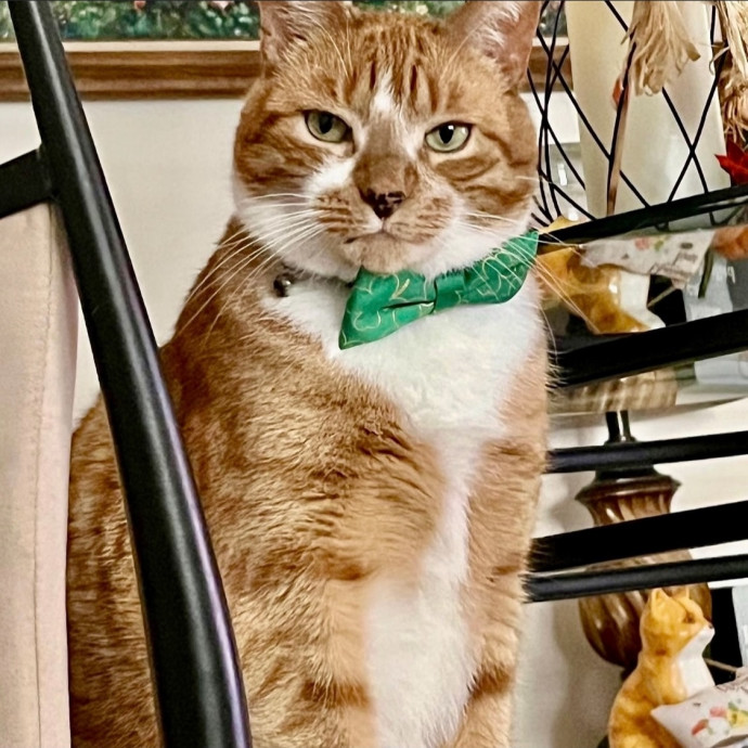 Purr-Fectly Loving Cat Momma