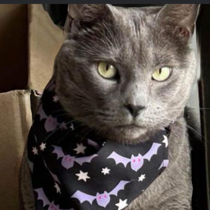 Purr-Fectly Loving Cat Momma