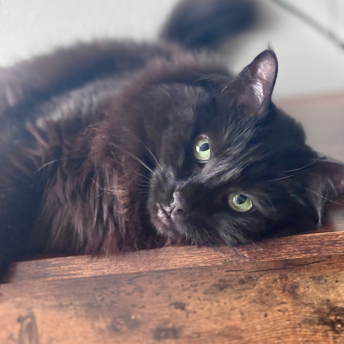 Purr-Fectly Loving Cat Momma