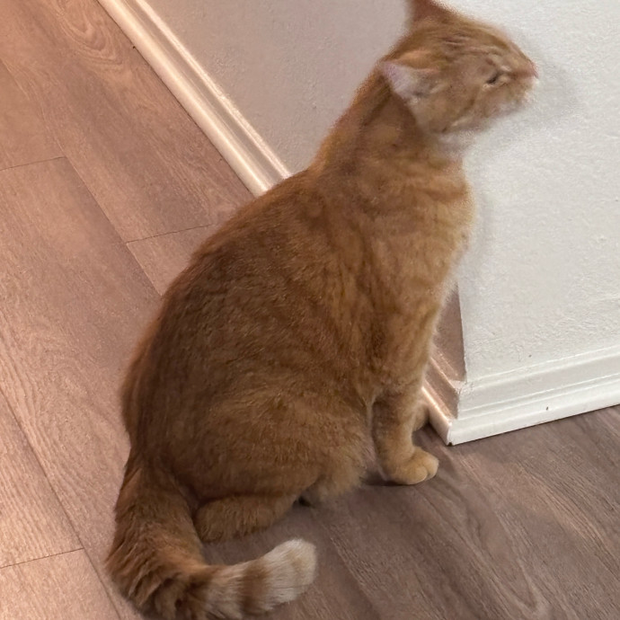 Purr-Fectly Loving Cat Momma