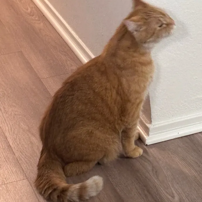 Purr-Fectly Loving Cat Momma