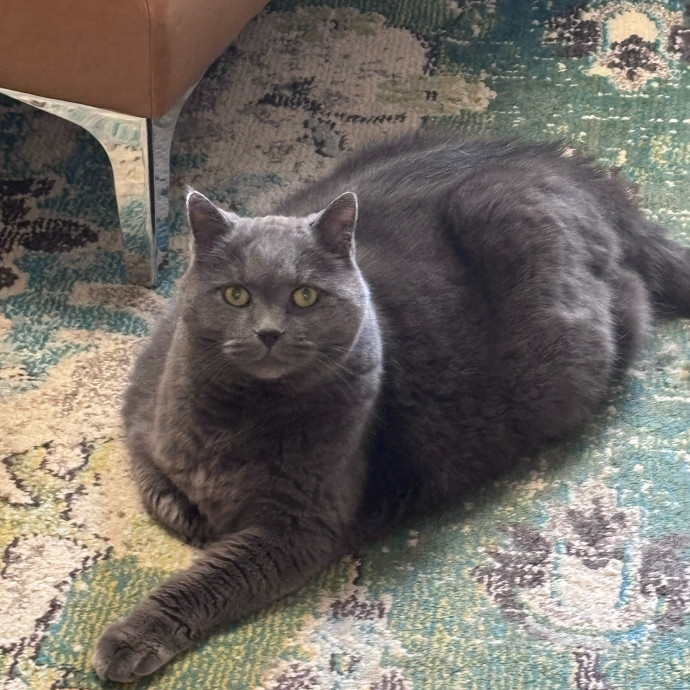 Purr-Fectly Loving Cat Momma