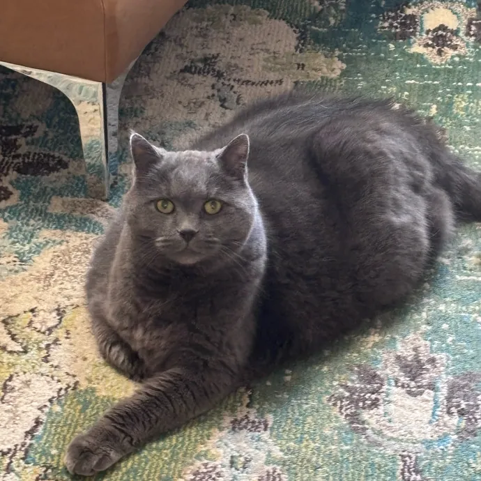 Purr-Fectly Loving Cat Momma