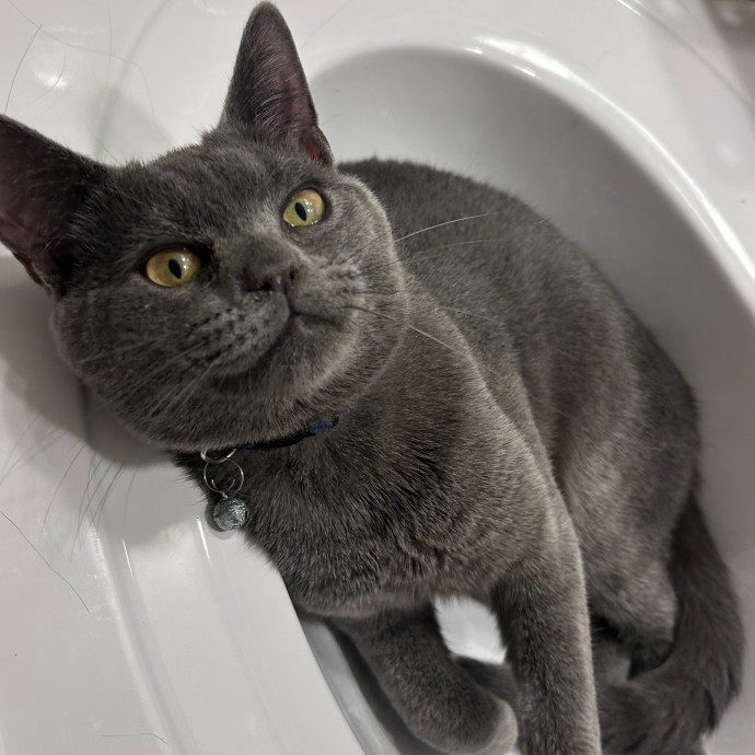 Purr-Fectly Loving Cat Momma