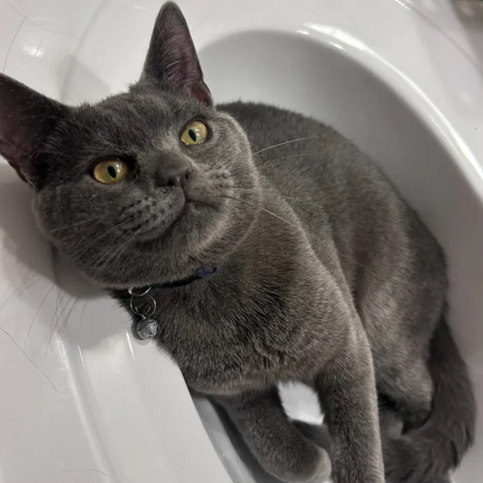 Purr-Fectly Loving Cat Momma