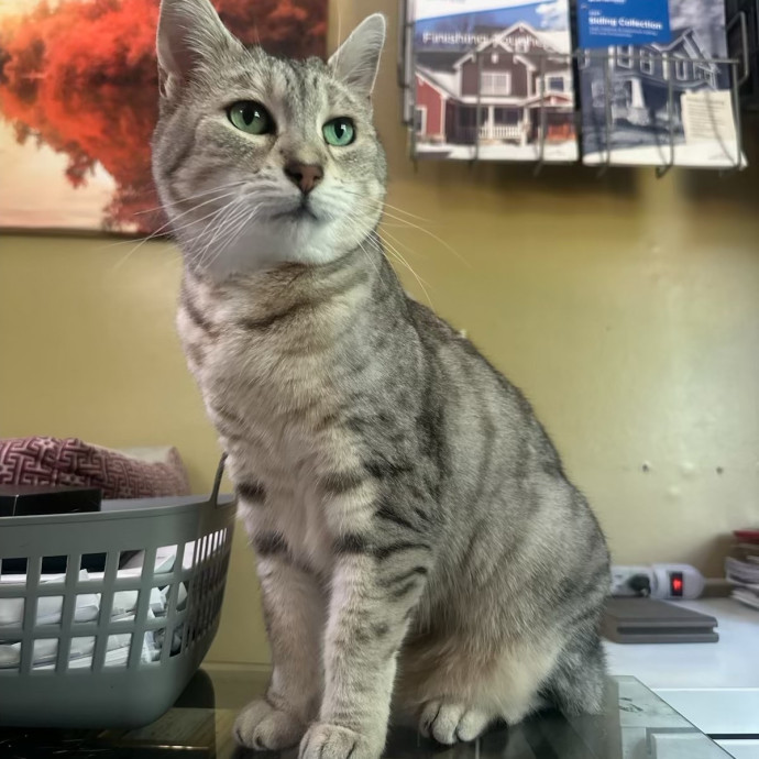 Purr-Fectly Loving Cat Momma