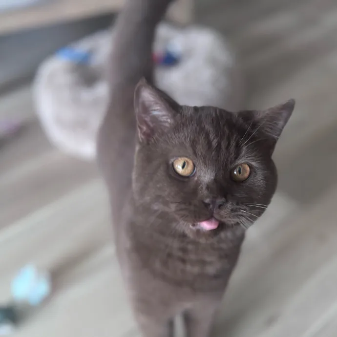 Purr-Fectly Loving Cat Momma