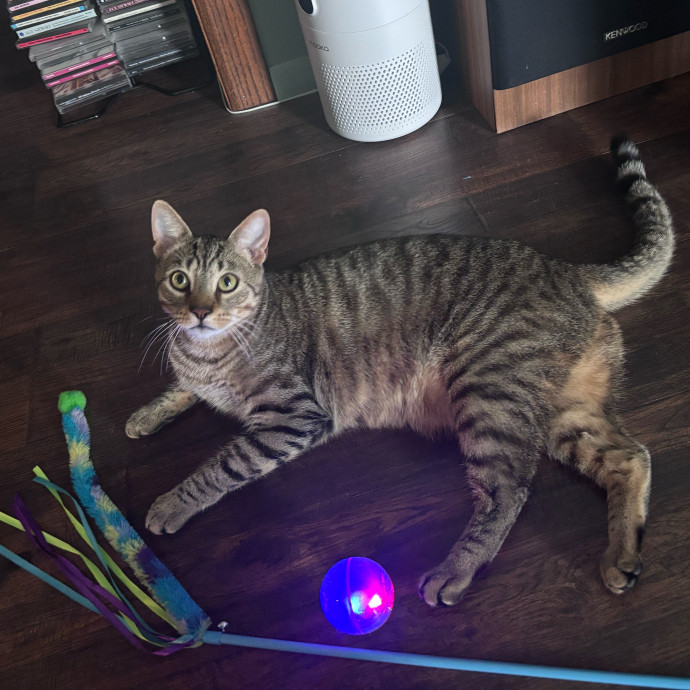 Purr-Fectly Loving Cat Momma