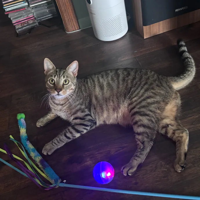 Purr-Fectly Loving Cat Momma