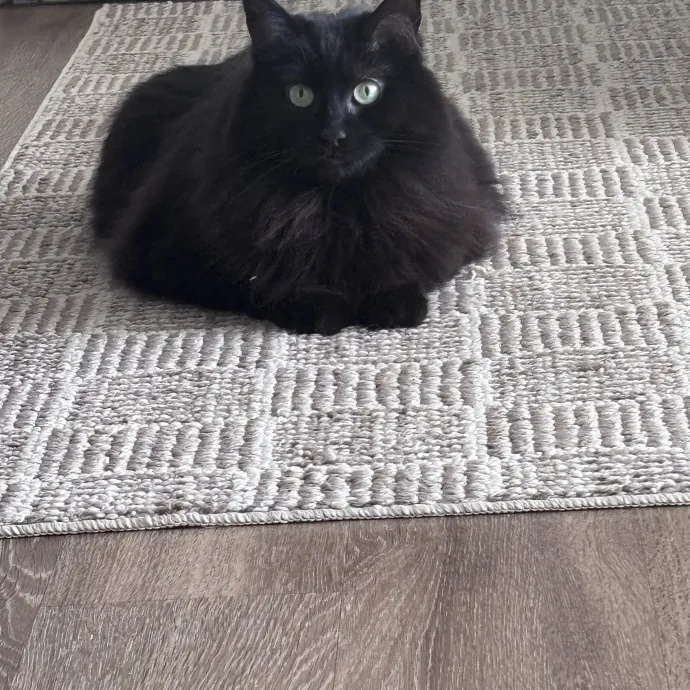 Purr-Fectly Loving Cat Momma